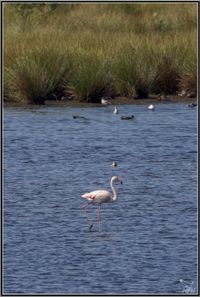 Photogalerie Flamingos